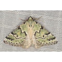 /filer/webapps/moths/media/images/V/virescens_Tegiapa_A_Heyns_01.JPG