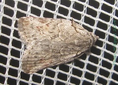/usr/local/www/sites/moths/media/images/V/virgulana_Pardasena_A_Bippus.jpg
