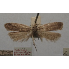 /filer/webapps/moths/media/images/Q/quadrifurcata_Trichotaphe_MHT_TMSA.jpg