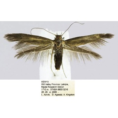 /filer/webapps/moths/media/images/S/solutella_Scythris_HT_NHMO_d2gvBng.jpg