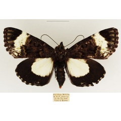 /filer/webapps/moths/media/images/M/melanoleuca_Lophonotidia_AF_TMSA_04.jpg