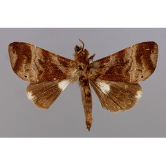 /filer/webapps/moths/media/images/A/argosticta_Plusiophaes_A_RMCA_01.jpg