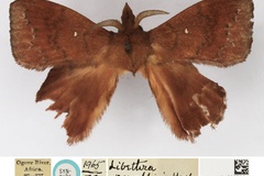 Leipoxais peraffinis