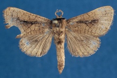 Kroonia politzari