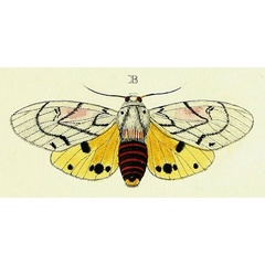 /filer/webapps/moths/media/images/A/amasis_Rhodogastria_Cramer3_206_B.jpg