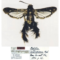 /filer/webapps/moths/media/images/I/iridisquama_Melittia_HT_MNHN.jpg