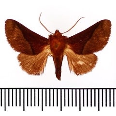 /filer/webapps/moths/media/images/E/ecclesiastica_Andaingo_AM_BMNH.jpg