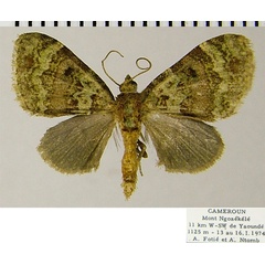 /filer/webapps/moths/media/images/A/altilis_Piercia_AM_ZSMa.jpg