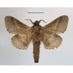 /filer/webapps/moths/media/images/Z/zombina_Bombycopsis_AM_MGCLb_01.JPG