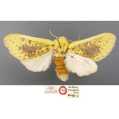 /filer/webapps/moths/media/images/E/eriostepta_Antheua_HT_NHMUK.jpg