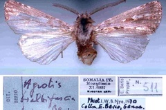Agrotis bialbifasciata