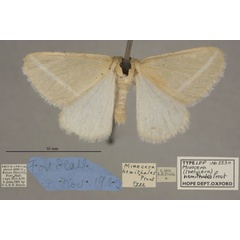 /filer/webapps/moths/media/images/H/hemithales_Thelycera_HTM_OUMNHa_01.jpg