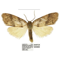 /filer/webapps/moths/media/images/B/bokwaongo_Spatulosia_PTM_ANHRT.jpg