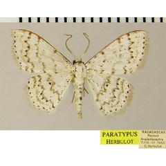 /filer/webapps/moths/media/images/G/gibbovalvata_Scopula_PTM_ZSMa.jpg