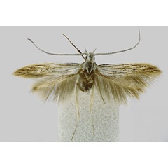 /filer/webapps/moths/media/images/N/nyanzaensis_Coleophora_HT_BMNH.jpg