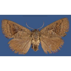 /filer/webapps/moths/media/images/L/lolgoriensis_Kayamuhakaia_HT_ZSM.jpg