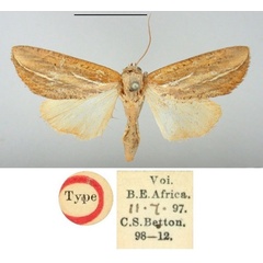 /filer/webapps/moths/media/images/D/dives_Metaculasta_HT_BMNH.jpg