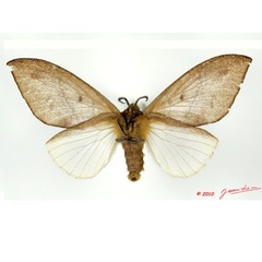 /filer/webapps/moths/media/images/S/sapelensis_Leptometa_AF_Albertb_01.jpg