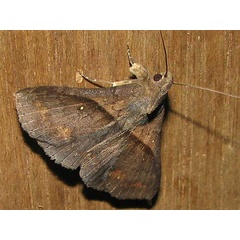 /filer/webapps/moths/media/images/B/bathisalis_Brithodes_A_Goff_02.jpg