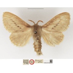 /filer/webapps/moths/media/images/F/fumosa_Beralade_HT_NHMUK.jpg