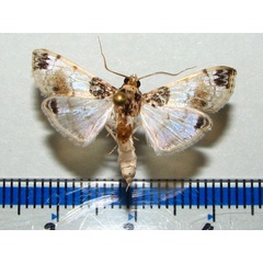 /filer/webapps/moths/media/images/C/calligrammalis_Analyta_A_Goff_01.jpg