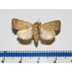 /filer/webapps/moths/media/images/B/bilimbata_Athetis_A_Goff_01.jpg