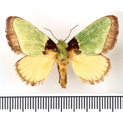 /filer/webapps/moths/media/images/V/valida_Parasa_AF_BMNH.jpg