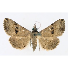 /filer/webapps/moths/media/images/M/moestalis_Rhesala_AF_TMSA_02.jpg