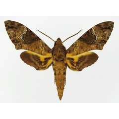 /filer/webapps/moths/media/images/F/fulvinotata_Coelonia_AM_Basquin_02.jpg