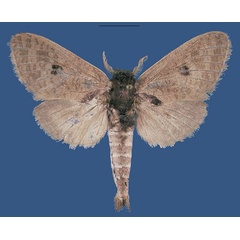 /filer/webapps/moths/media/images/A/ampandrandavaensis_Saalmulleria_HT_MNHN.jpg