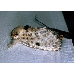 /filer/webapps/moths/media/images/O/obsolescens_Salagena_F_Roland_01.jpg