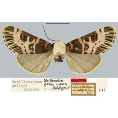 /filer/webapps/moths/media/images/G/galleyi_Capillamentum_HT_MNHN.jpg