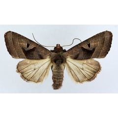 /filer/webapps/moths/media/images/C/cinisigna_Conservula_AM_ISEA_02.jpg