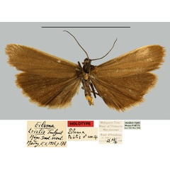 /filer/webapps/moths/media/images/T/tristis_Eilema_HT_MNHN.jpg