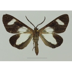 /filer/webapps/moths/media/images/C/catadela_Pitthea_AF_Basquina.jpg