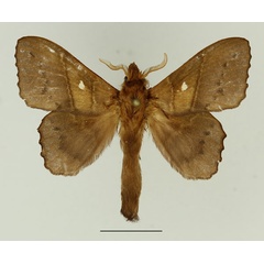 /filer/webapps/moths/media/images/M/marginepunctata_Leipoxais_AM_Basquin_01.jpg