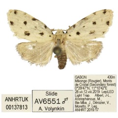 /filer/webapps/moths/media/images/C/conicarina_Siccia_HT_ANHRT.jpg