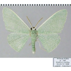 /filer/webapps/moths/media/images/A/acutipennis_Prasinocyma_AM_ZSMa.jpg