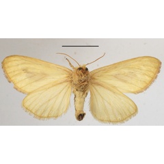/filer/webapps/moths/media/images/C/consanguina_Antheua_A_MGCLb_01.JPG