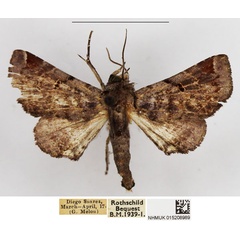 /filer/webapps/moths/media/images/H/histrio_Eutelia_AF_NHMUK.jpg