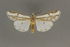 Amsactarctia venusta