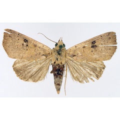 /filer/webapps/moths/media/images/P/polymorpha_Anomis_AF_TMSA_01.jpg