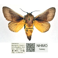 /filer/webapps/moths/media/images/A/albicosta_Latoia_AM_NHMO_NHxImwM.jpg