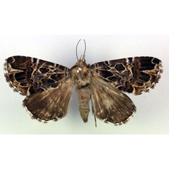 /filer/webapps/moths/media/images/C/complicata_Tolna_A_RMCA.jpg