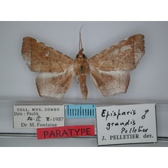 /filer/webapps/moths/media/images/G/grandis_Episparis_PT_RMCA_01.jpg