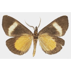 /filer/webapps/moths/media/images/B/banaka_Sarothroceras_AM_Basquinb.jpg