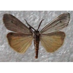 /filer/webapps/moths/media/images/A/aethiopica_Afrocoscinia_AM_Stroehle_02.jpg