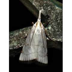 /filer/webapps/moths/media/images/X/xymena_Pseudocatharylla_A_Braun_01.jpg