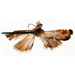 /filer/webapps/moths/media/images/S/spissana_Grapholita_HT_SNHMb.jpg