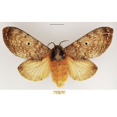 /filer/webapps/moths/media/images/M/meridionalis_Gastroplakaeis_AF_TMSA.jpg